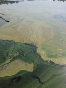 Зелень на берегу пруда