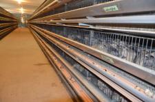 Фермеры Баклыковы10Перепела несут яйца