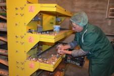 Фермеры Баклыковы11