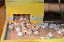 Фермеры Баклыковы12