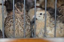 Фермеры Баклыковы13Перепела