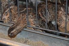 Фермеры Баклыковы14