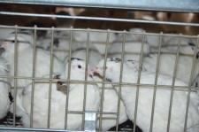 Фермеры Баклыковы15