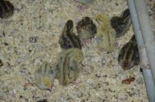 Фермеры Баклыковы4Перепела