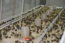 Фермеры Баклыковы6 Перепела