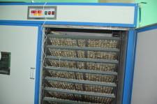 Фермеры Баклыковы8Инкубатор