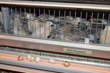 Фермеры Баклыковы9Перепела