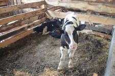 Фермеры Даниловы телята