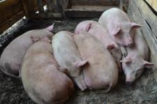Фермеры Даниловы свиноматки
