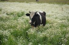 Фермеры Даниловы корова