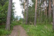 Сосновый бор лес