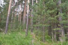 Сосновый бор лес