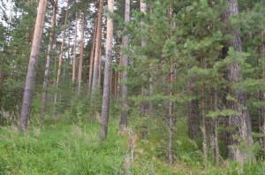 Сосновый бор лес