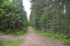 Сосновый бор лес