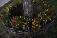 Клумба вокруг дерева