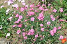 Усадьба Марковой