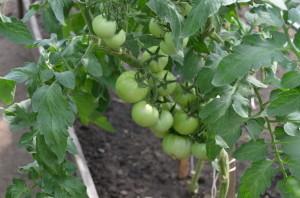 Усадьба Марковой помидоры