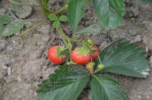 Усадьба Марковой