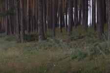 Вырубили сосны и бросили