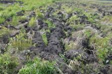 Земля Бирюковой