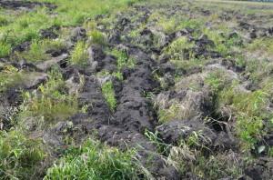 Земля Бирюковой