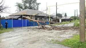 Упавшее дерево на ул. Пушкина