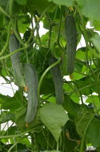 Усадьба огурцы
