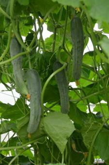 Усадьба огурцы