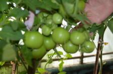 Усадьба томаты