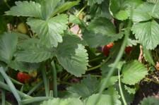 усадьба виктория