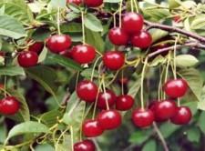 вишня усадьба