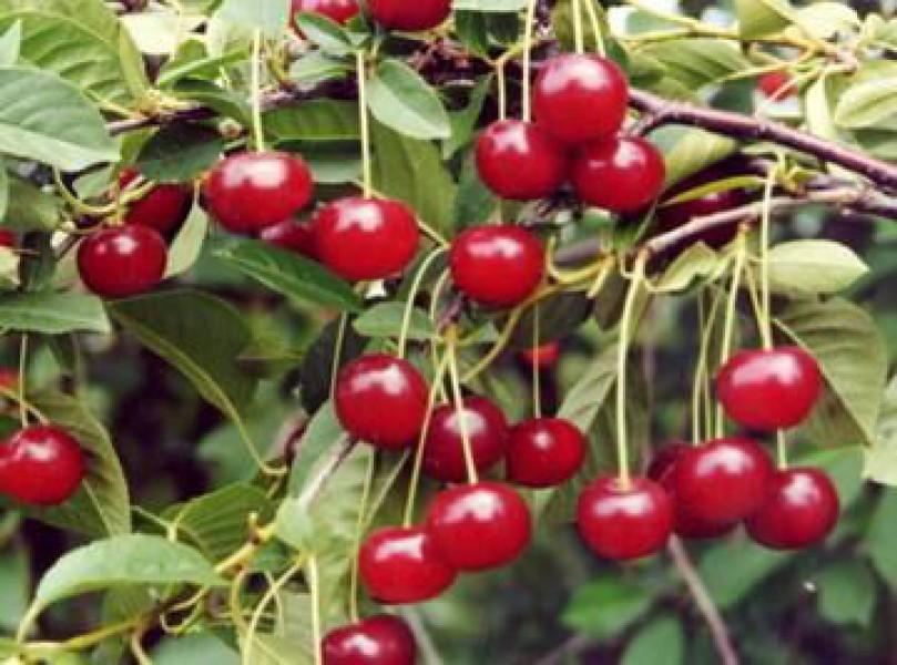 Сорт вишни аморель. Розовые сорта вишни 7 букв. Вишня аморель дерево. Черешня розовый жемчуг фото. Розовые сорта вишни 7 букв.