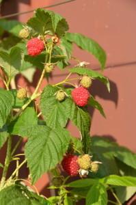 Усадьба Малина