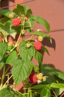 Усадьба Малина