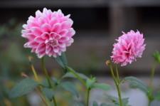 Усадьба георгин