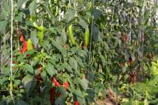 Усадьба перцы