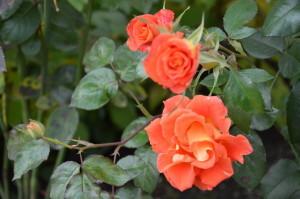 Усадьба роза