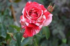 Усадьба роза