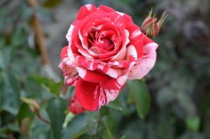 Усадьба роза