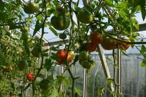 Усадьба томаты