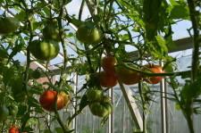 Усадьба томаты