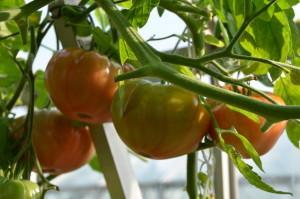 Усадьба томаты