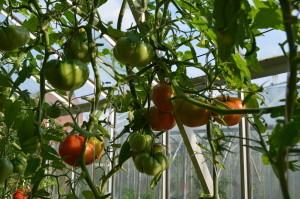 Усадьба томаты