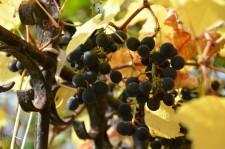 Усадьба виноград