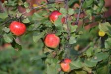 Усадьба яблоня