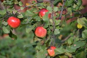 Усадьба яблоня