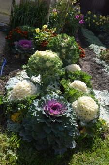 усадьба декоративная капуста