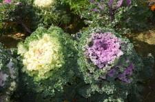 усадьба декоративная капуста