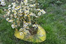 Усадьба Летеминых ромашки