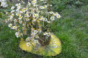 Усадьба Летеминых ромашки